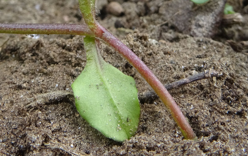 Stellaria media - Caryophyllaceae